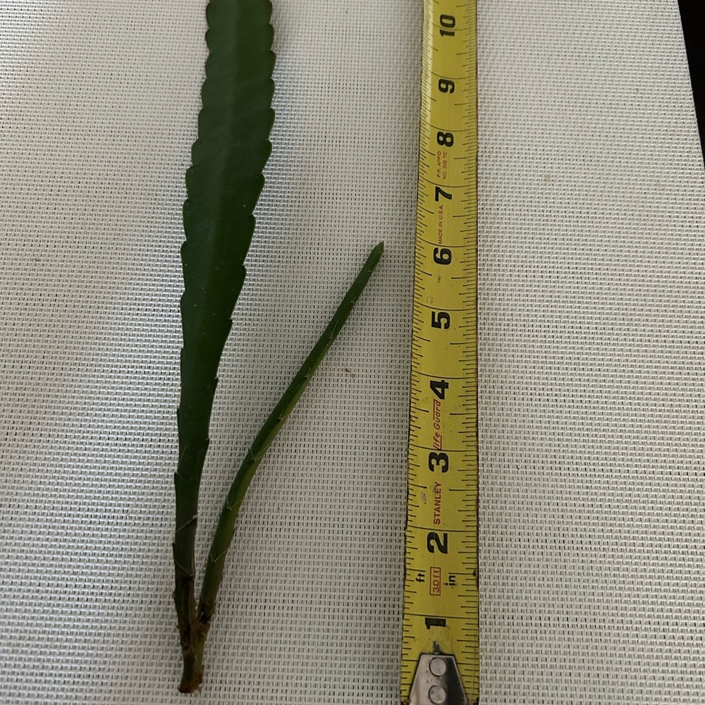 King Midas Orchid Cactus  Unrooted Cutting - Picture 4 of 5